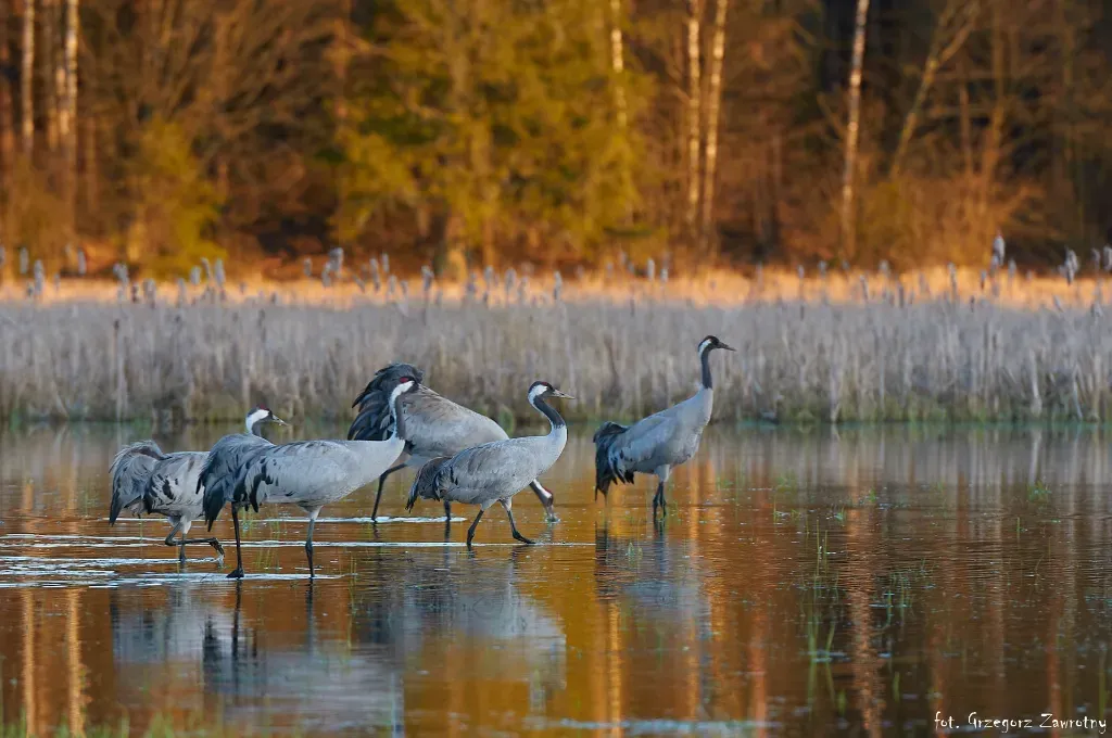 żurawie zwyczajne